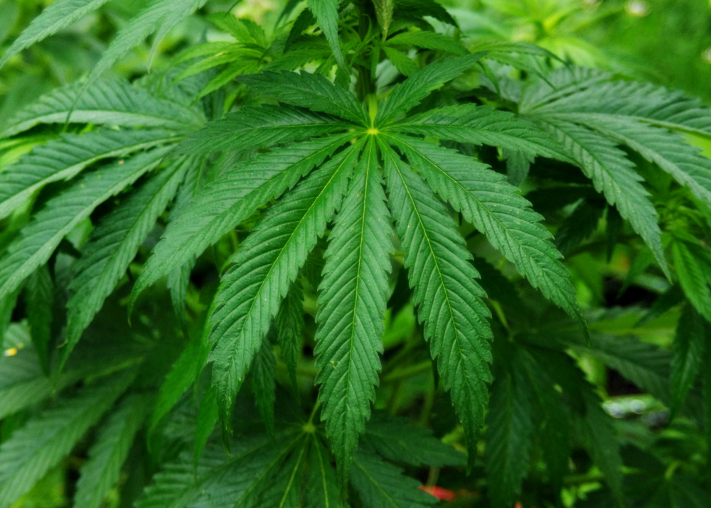 Посадили за выращивание марихуаны привада из конопли